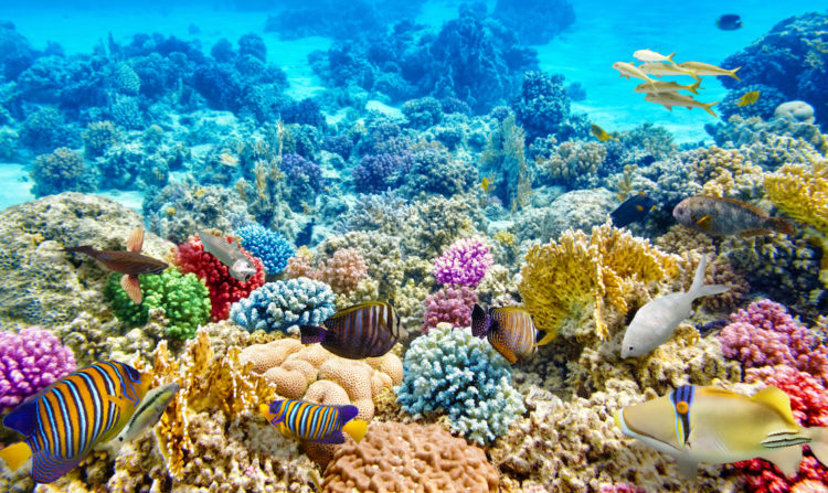 Tổng hợp vẻ đẹp kỳ diệu của san hô biển dưới đáy đại dương