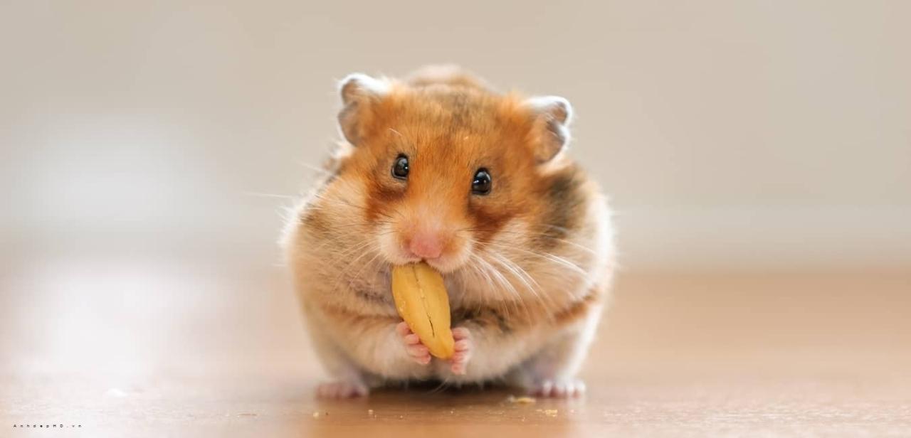 Hình Ảnh Chuột Hamster Cute Nhất, Nhìn Là Muốn Nựng 1350x650 px