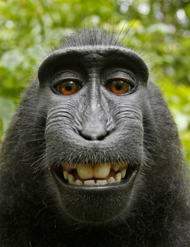 Hình ảnh con khỉ đột dễ thương cute đẹp nhất 2022 - 2023 640x834 px