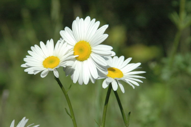 Tuyển tập hình ảnh hoa cúc trắng đẹp nhất