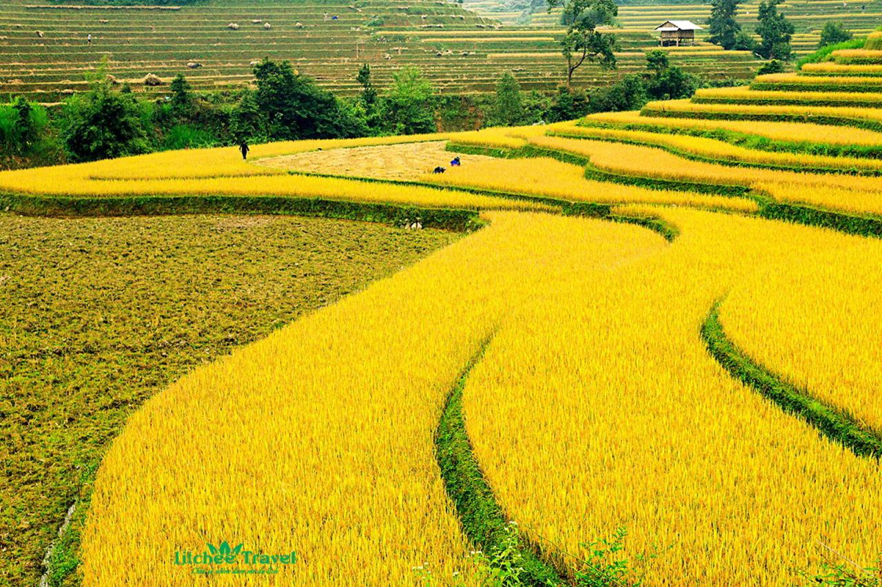 Tranhto24h: 65 hình ảnh cánh đồng lúa quê hương chín vàng tuyệt đẹp, 1280x852px