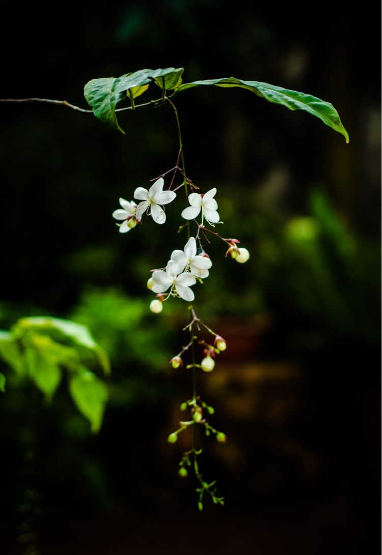 Tổng hợp những hình ảnh đẹp nhất về hoa dạ ngọc minh châu
