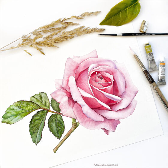 Tranhto24h: Cách vẽ hoa Hồng hình vẽ hoa Hồng, 560x560px