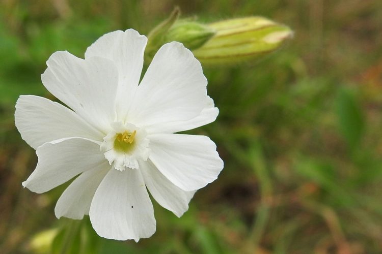 Tổng hợp hình ảnh hoa cẩm chướng trắng đẹp nhất ý nghĩa trong cuộc sống 