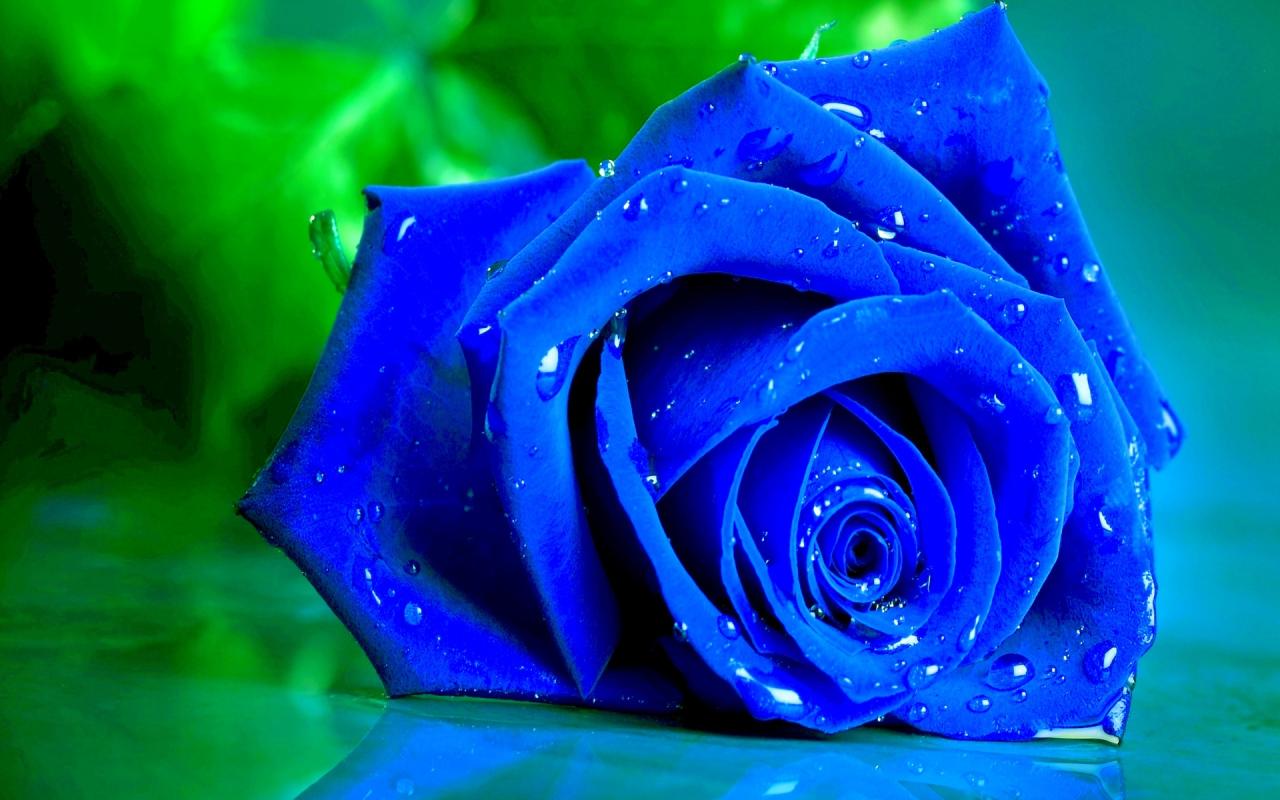 Top 20 hình nền hoa hồng xanh đẹp nhất, lãng mạn nhất