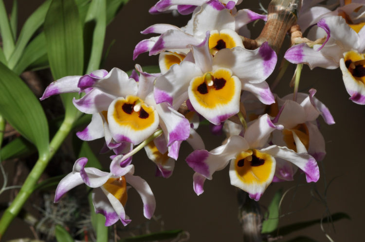 Tổng hợp hình ảnh hoa lan U Lồi – Hoàng thảo U lồi đẹp nhất