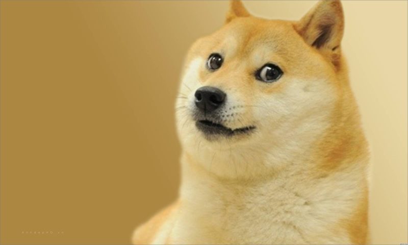 Tranhto24h: Ảnh chó Shiba (ảnh chú chó shiba), 800x480px