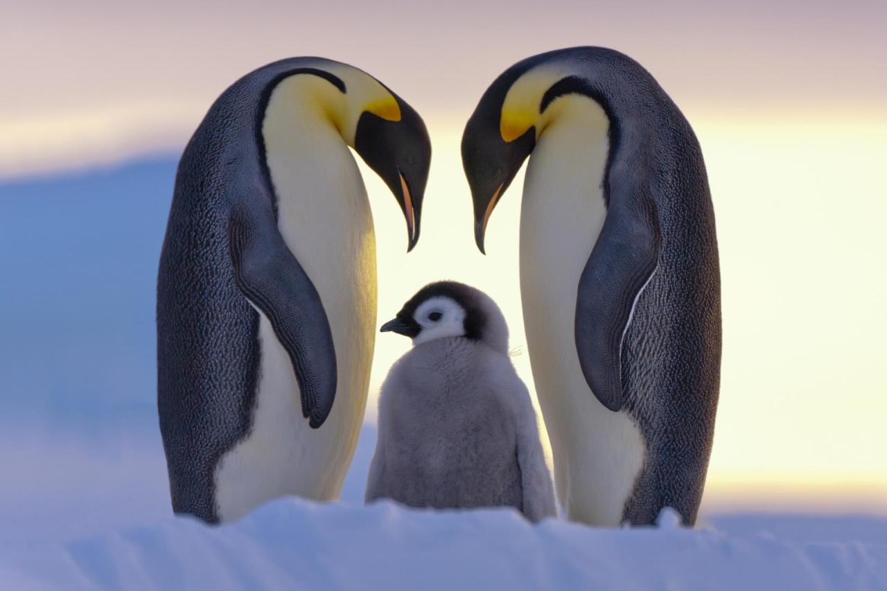 Bộ hình nền chim cánh cụt dễ thương ngộ nghĩnh nhất thế giới
