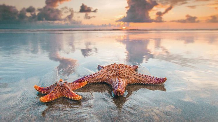 Top 50 hình ảnh sao biển đẹp và dễ thương nhất thế giới