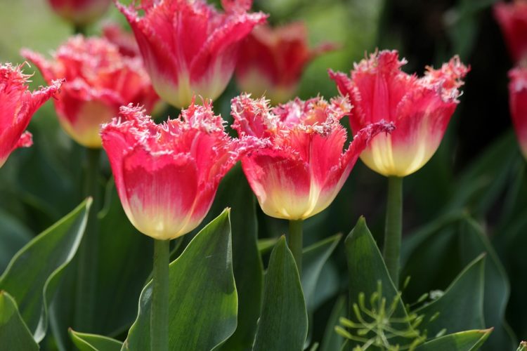 Tổng hợp những hình ảnh ý nghĩa về loài hoa tulip