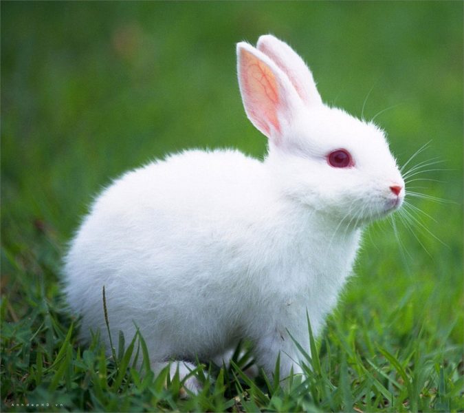 Tranhto24h: Ảnh-con-thỏ, 675x600px