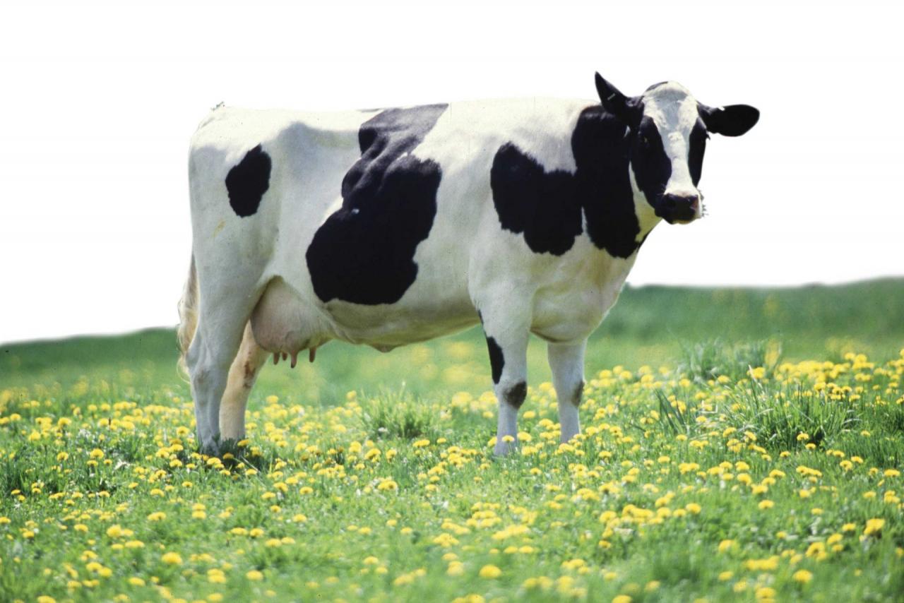 Tổng hợp 42+ hình ảnh con bò, con bò sữa cười đáng yêu nhất 1280x854 px