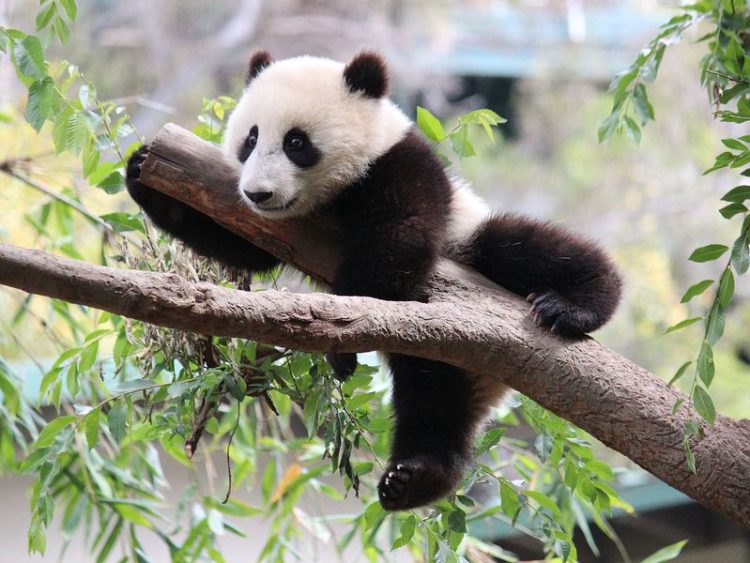 Tổng hợp những hình ảnh đẹp về gấu trúc Panda – Những thông tin cơ bản về chúng