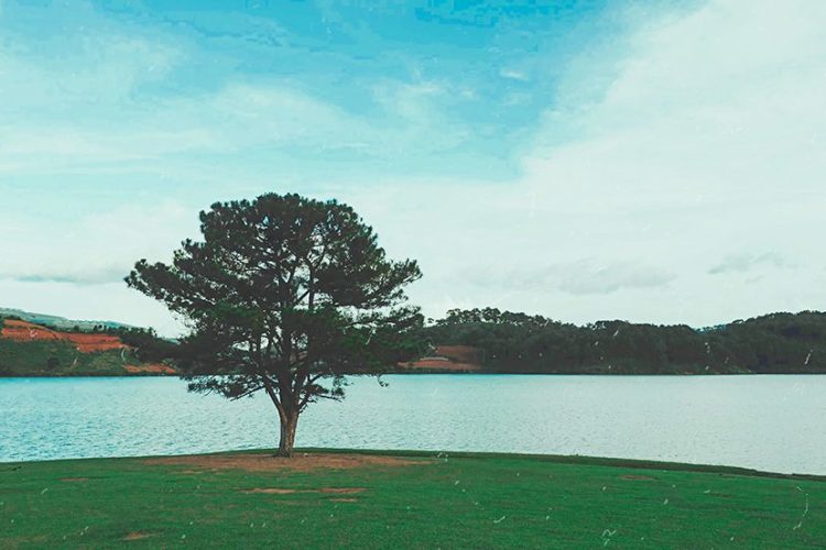 Tổng hợp hình ảnh cây thông cô đơn ở Đà Lạt nơi sống ảo triệu view