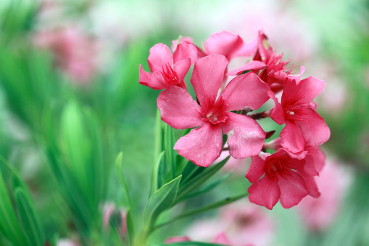 Tổng hợp những hình ảnh đẹp nhất về hoa trúc đào – Loài hoa đẹp nhưng độc như một lời cảnh báo