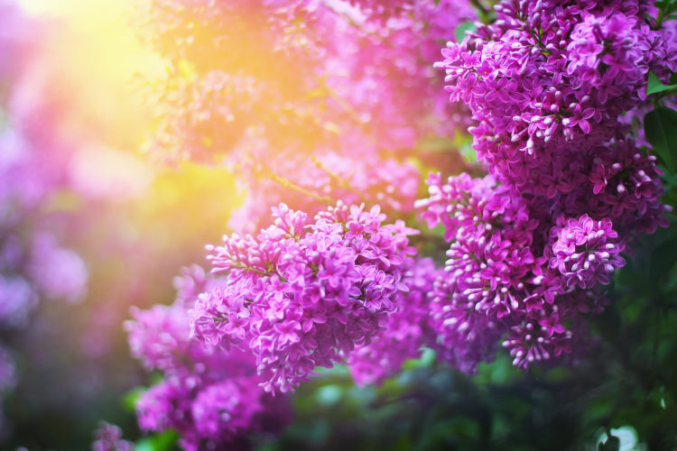 Tổng hợp những hình ảnh đẹp nhất về hoa tử đinh hương