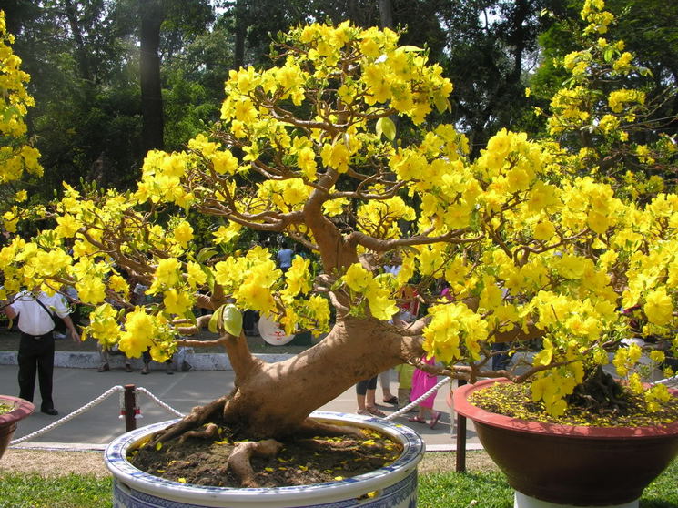 Bộ sưu tập hình ảnh hoa mai, hình ảnh cây mai vàng ngày tết đẹp 745x558 px