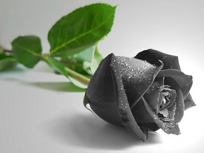Tranhto24h: Chiêm ngưỡng 66 hình ảnh hoa hồng đen buồn chất phải xem ngay, 700x525px