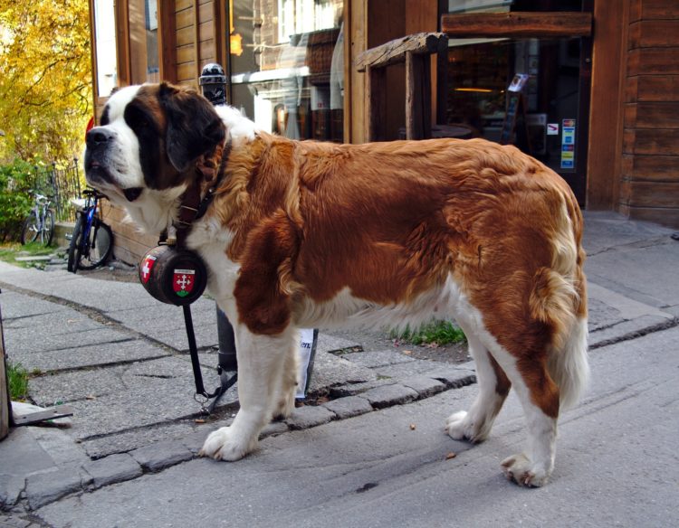 Tổng hợp hình ảnh chó Saint Bernard đẹp nhất – Người bạn khổng lồ thân thiện