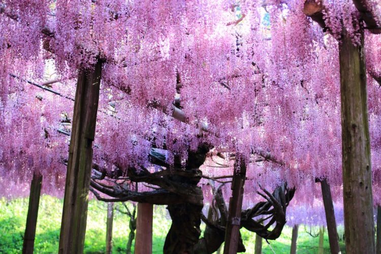 Tuyển tập những hình ảnh đẹp về hoa tử đằng ở “xứ sở Nhật Bản”
