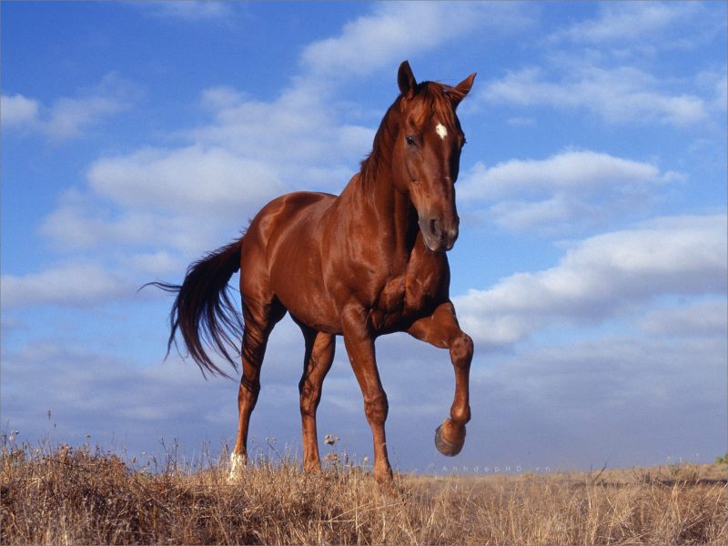 Tranhto24h: Ảnh con ngựa, 800x600px