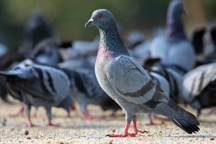 Top 50 hình ảnh chim bồ câu đẹp nhất – biểu tượng của sự hòa bình