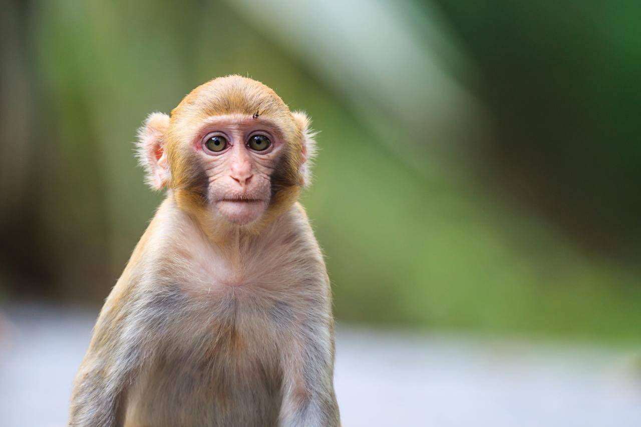 Thích thú trước hình ảnh loài khỉ cực kỳ tinh nghịch và dễ thương
