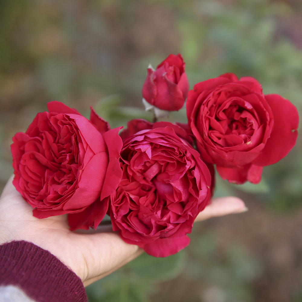 Mãn nhãn 200 hình ảnh hoa hồng đẹp nhất hành tinh 1000x1000 px