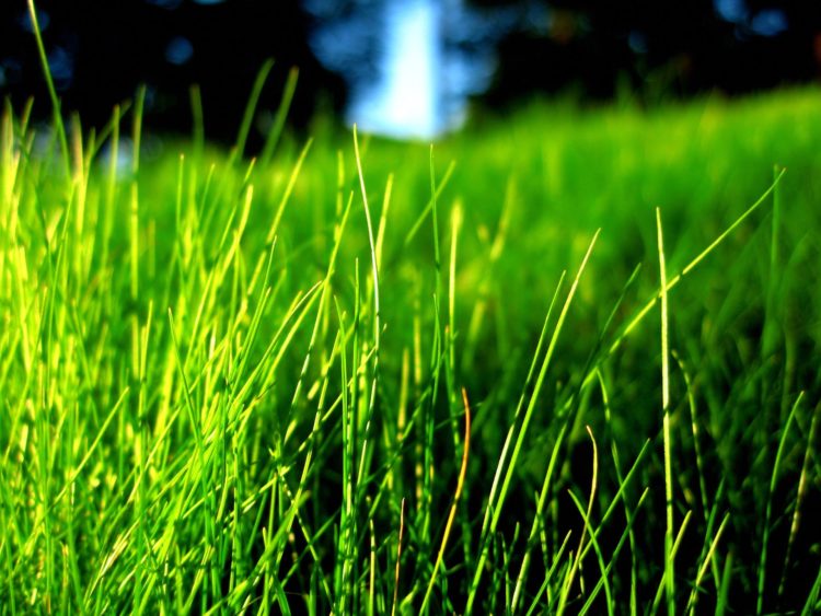Bộ sưu tập hình nền cỏ xanh đẹp nhất không thể bỏ qua