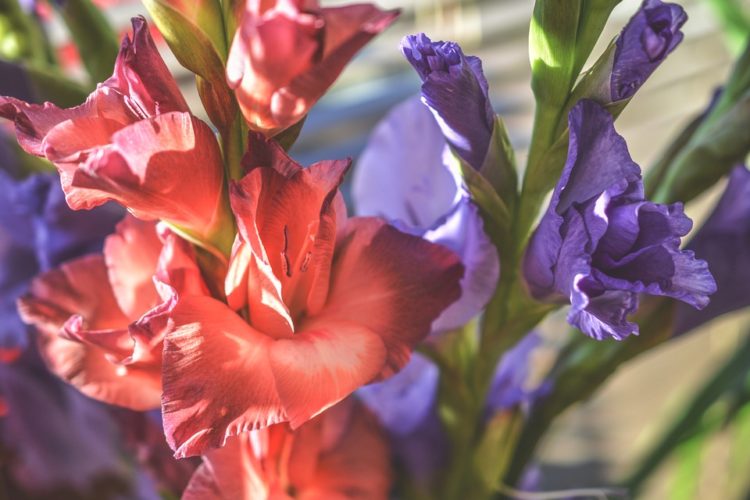 Cùng chiêm ngưỡng nhìn hình ảnh đẹp về hoa lay ơn mang nhiều màu sắc ý nghĩa