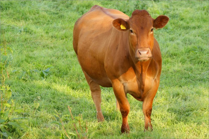 Tranhto24h: Ảnh bò (ảnh con bò), 800x532px