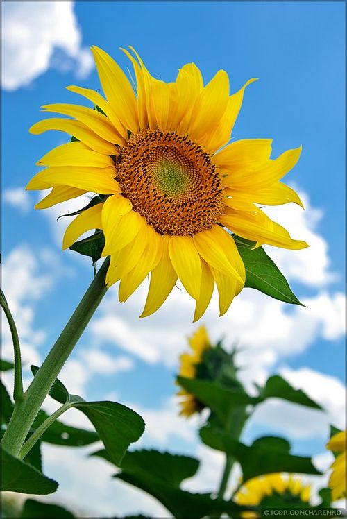 Tranhto24h: 99+ hình ảnh hoa hướng dương đẹp nhất thế giới được tải nhiều, 500x748px