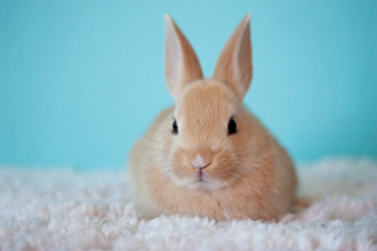 Tranhto24h: Top 62+ hình ảnh con thỏ cute dễ thương nhất thế giới, 1200x800px
