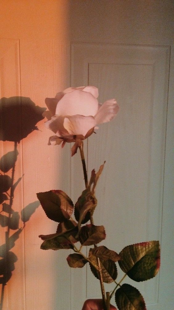 Tranhto24h: Hình nền hoa hồng đẹp, 564x1002px