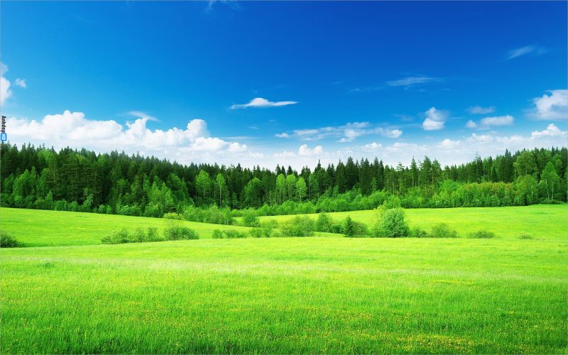 Tranhto24h: Background cây xanh, 800x500px