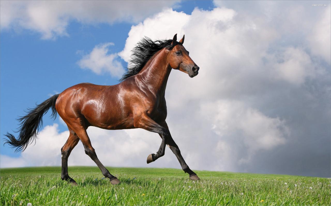 Hình Nền Ngựa Đẹp Nhất Cho Điện Thoại, Máy Tính 2560x1600 px