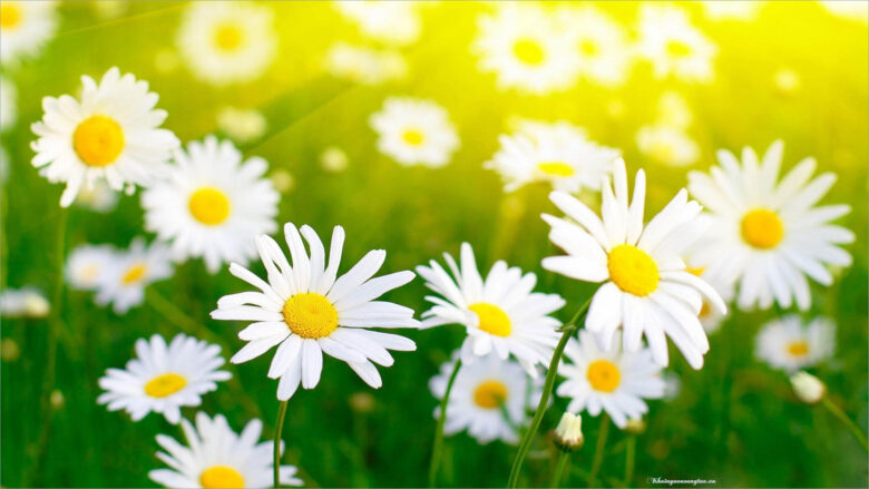 Tranhto24h: Ảnh hoa Cúc trắng, 780x439px