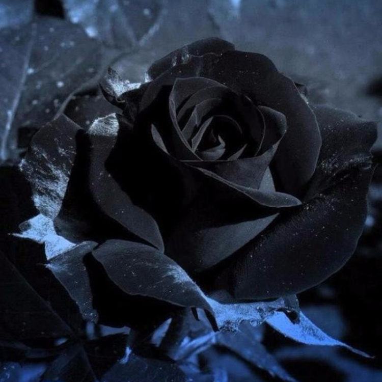 Tuyển tập hình ảnh hoa hồng đen đẹp nhất – Loài hoa bí ẩn, huyền bí
