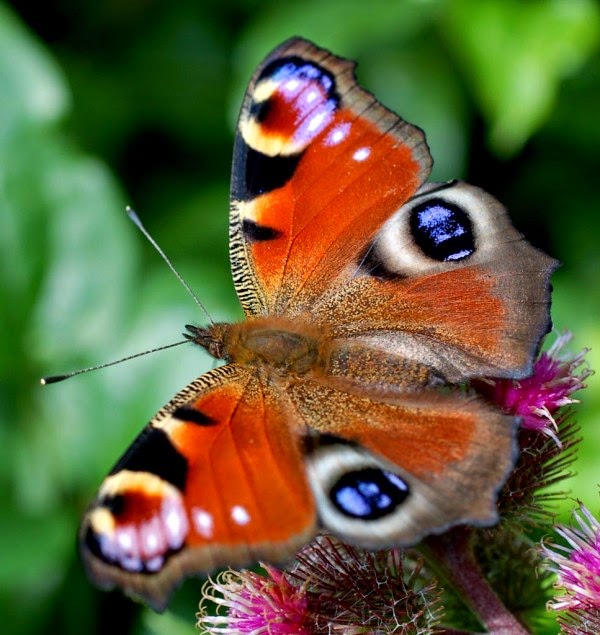 Tranhto24h: Chiêm ngưỡng 40+ hình ảnh con bướm đang bay full hd, 600x635px