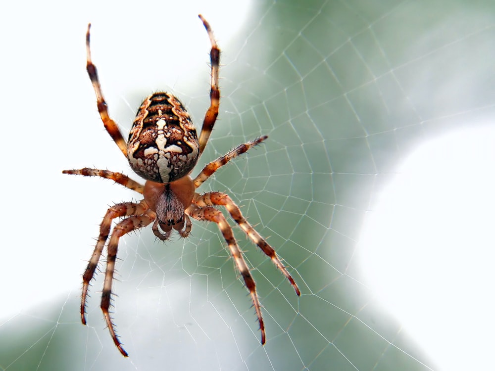 Tranhto24h: Tổng hợp hình ảnh con nhện đẹp nhất, 1000x750px
