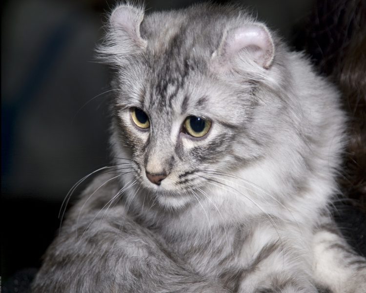 Tổng hợp hình ảnh mèo Mỹ tai xoắn – American Curl đẹp nhất