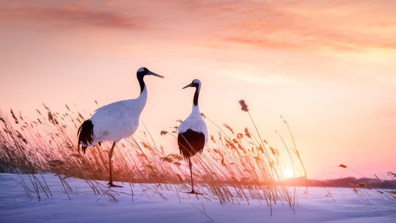 Top 25+ hình ảnh chim hạc đẹp mộng ảo mà cao quý nhất
