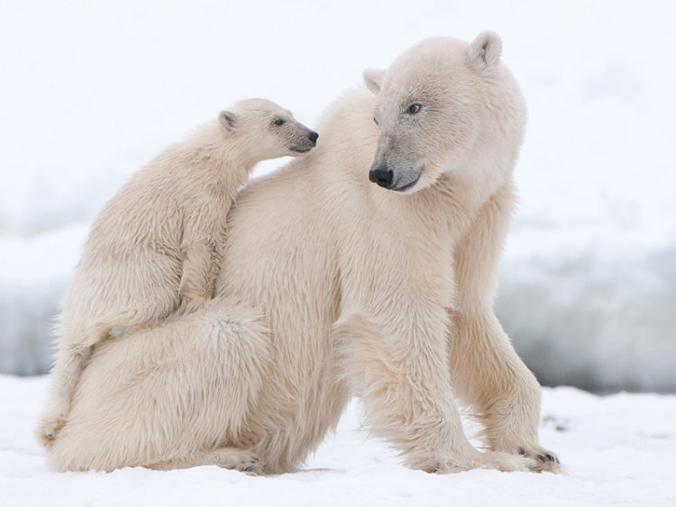 Top 50 hình ảnh gấu bắc cực đẹp nhất thế giới thu hút người nhìn
