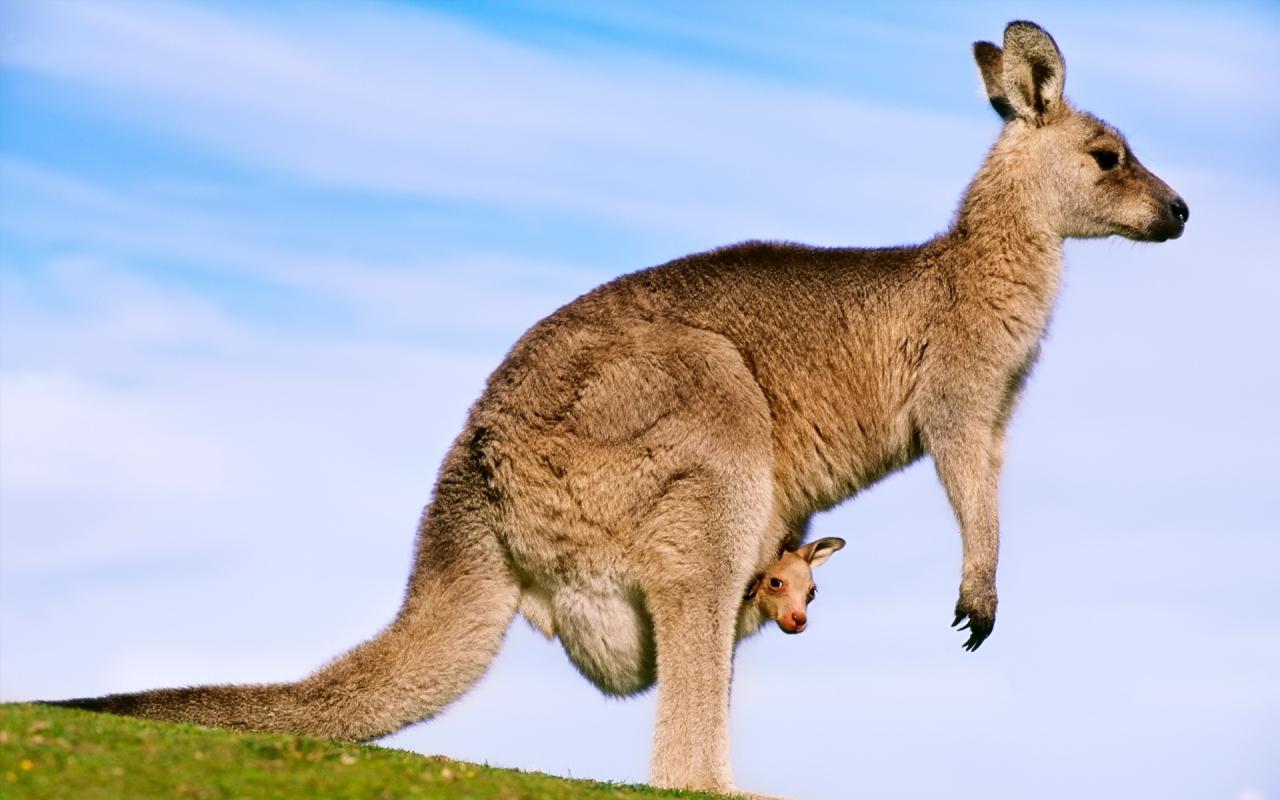 50 Hình nền chuột túi Kangaroo đẹp và dễ thương